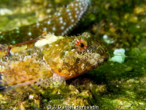 Sculpin eating a shrimp. Can anyone identify this critter... by J. Daniel Horovatin 